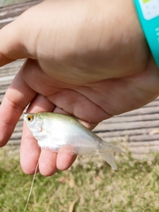 Trichopodus microlepis