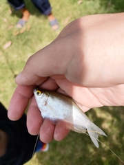 Trichopodus microlepis