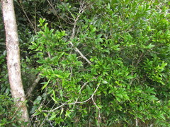 Actinostemon concolor