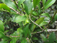 Actinostemon concolor