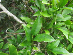 Actinostemon concolor