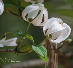 Cornus florida urbiniana
