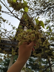 Plagianthus