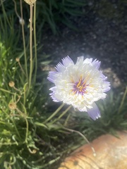 Catananche