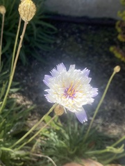 Catananche