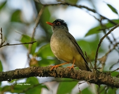 Catharus mexicanus