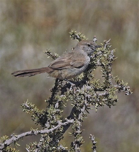 Patagonian Canastero (Pseudasthenes patagonica), photo 9