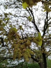 Plagianthus