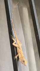 Anolis