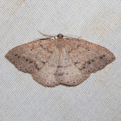 Drepanulatrix secundaria