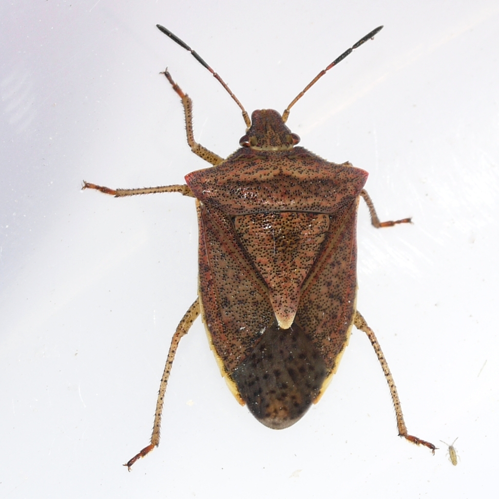Bugs In Wisconsin One-spotted Stink Bug from Cross Plains, WI 53528, USA on September 14 ...