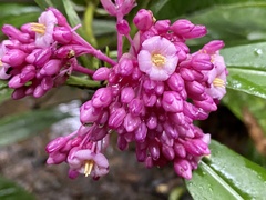 Ardisia opegrapha