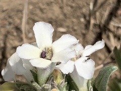Penstemon albidus