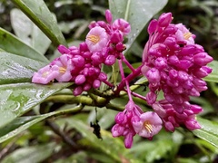 Ardisia opegrapha