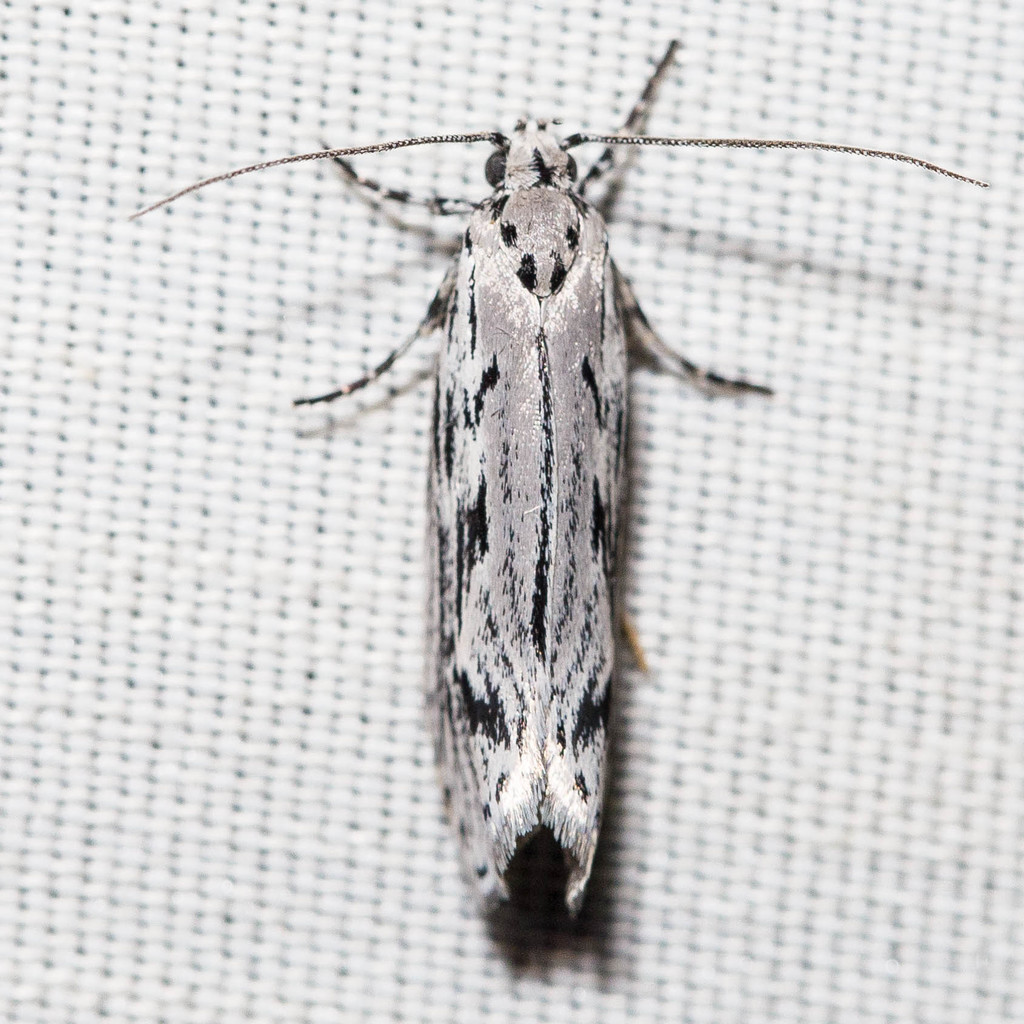 Mountain-mahogany Moth