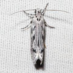 Mountain-mahogany Moth