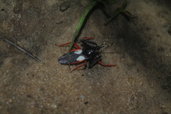 Calliclopius nigripes