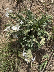 Penstemon albidus