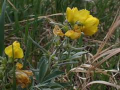 Thermopsis divaricarpa