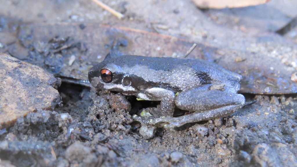 screaming tree frog from Wandella NSW 2550, Australia on July 19, 2015
