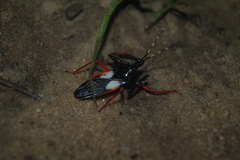 Calliclopius nigripes