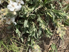 Penstemon albidus