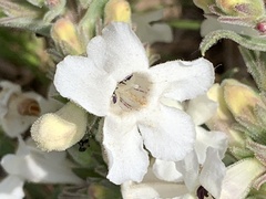Penstemon albidus