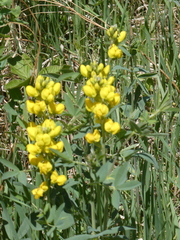 Thermopsis divaricarpa
