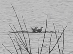 Sterna hirundo longipennis