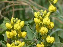 Thermopsis divaricarpa