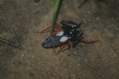 Calliclopius nigripes