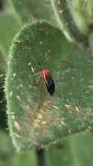 Rhinocapsus rubricans