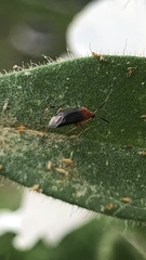 Rhinocapsus rubricans