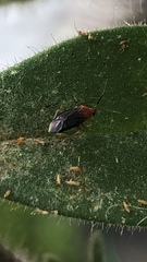 Rhinocapsus rubricans