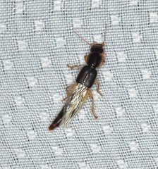 Pinophilus