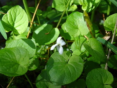 Viola macloskeyi