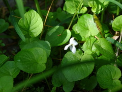 Viola macloskeyi