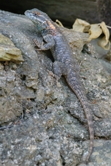 Sceloporus torquatus binocularis