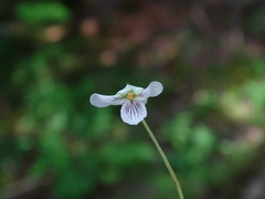 Viola macloskeyi