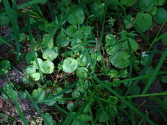 Viola macloskeyi