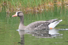 Anser albifrons flavirostris