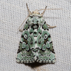 Bryolymnia viridata