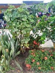 Polyscias scutellaria