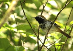 Myrmoderus squamosus