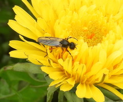 Bibio xanthopus