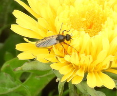 Bibio xanthopus