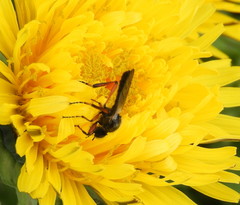 Bibio xanthopus