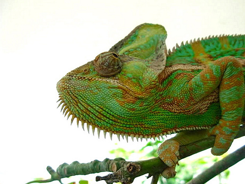 Veiled Chameleon (Chamaeleo calyptratus) · iNaturalist