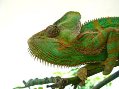 Veiled Chameleon photo 4