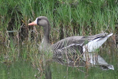 Anser albifrons flavirostris